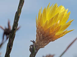 Imagem de Edmondia fasciculata (Andr.) Hilliard