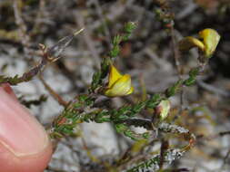 Image of Aspalathus divaricata subsp. divaricata