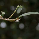 Image of Dendrobium nodosum Dalzell