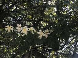 Image of Ceiba chodatii (Hassl.) P. Ravenna