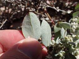 Imagem de Atriplex barclayana (Benth.) D. Dietr.