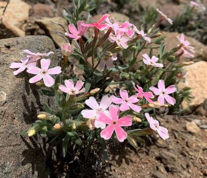 Image of Arizona phlox