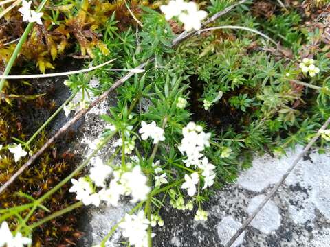 Image of limestone bedstraw