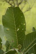 Image of Terminalia alata Heyne ex Roth