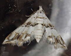 Image of Oxyelophila callista Forbes 1922