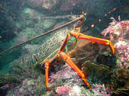 Image of Red Rock Lobster