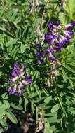 Image of elegant milkvetch