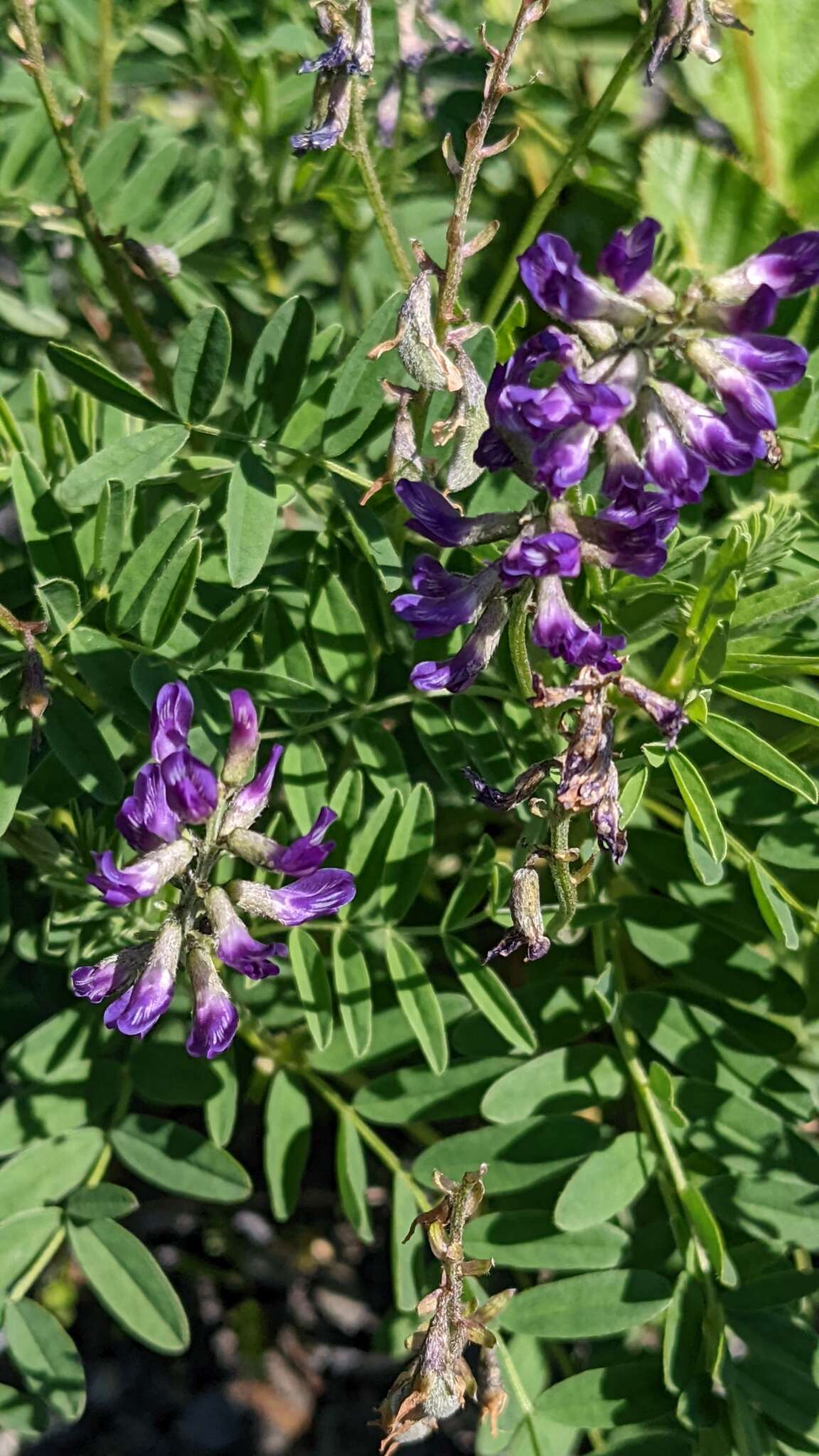 Image of elegant milkvetch