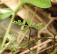 Image of Hydrocotyle paludosa A. R. Bean