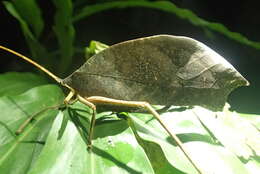 Image of Peacock katydid