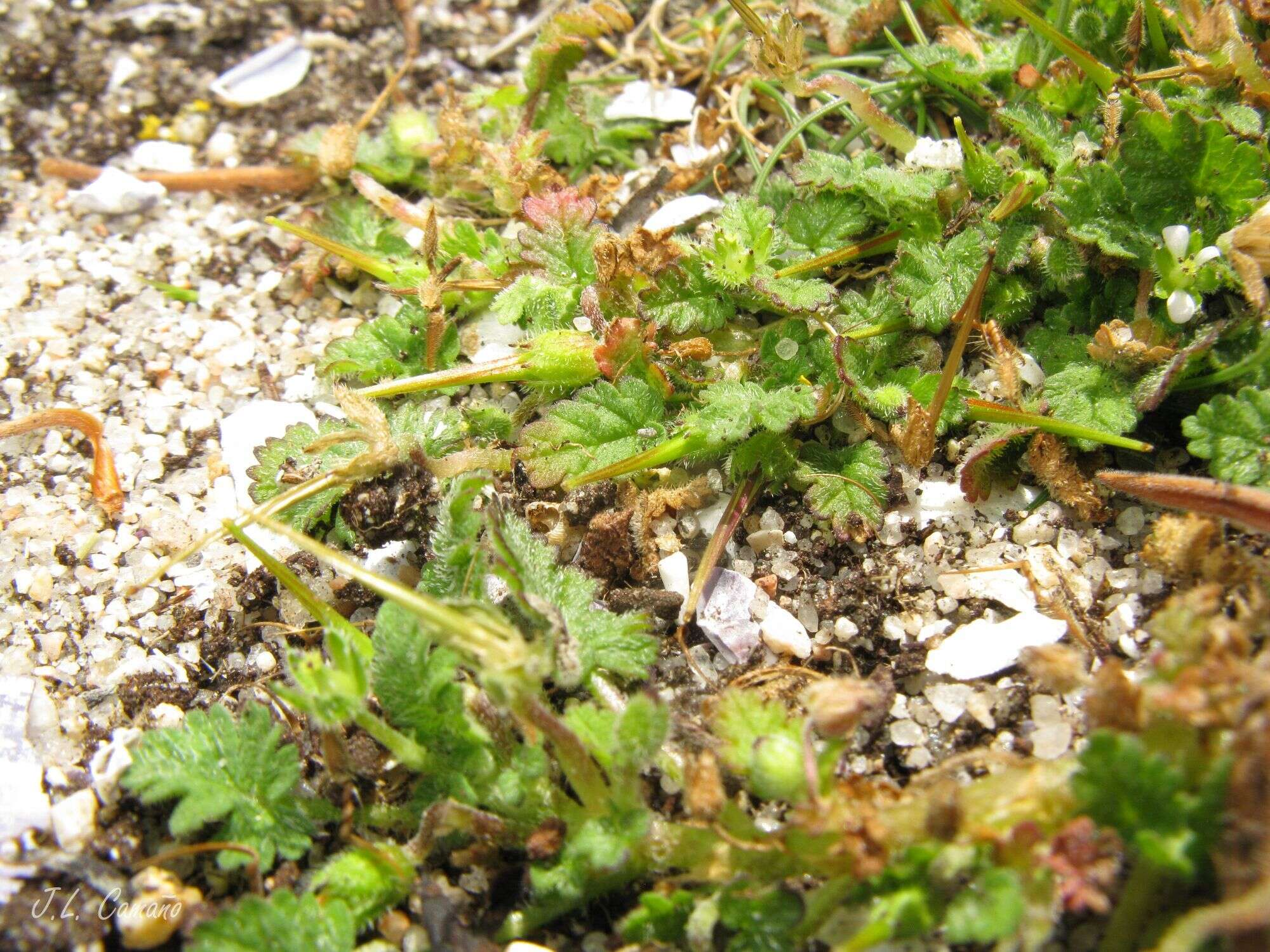 Слика од Erodium maritimum (L.) L'Her.