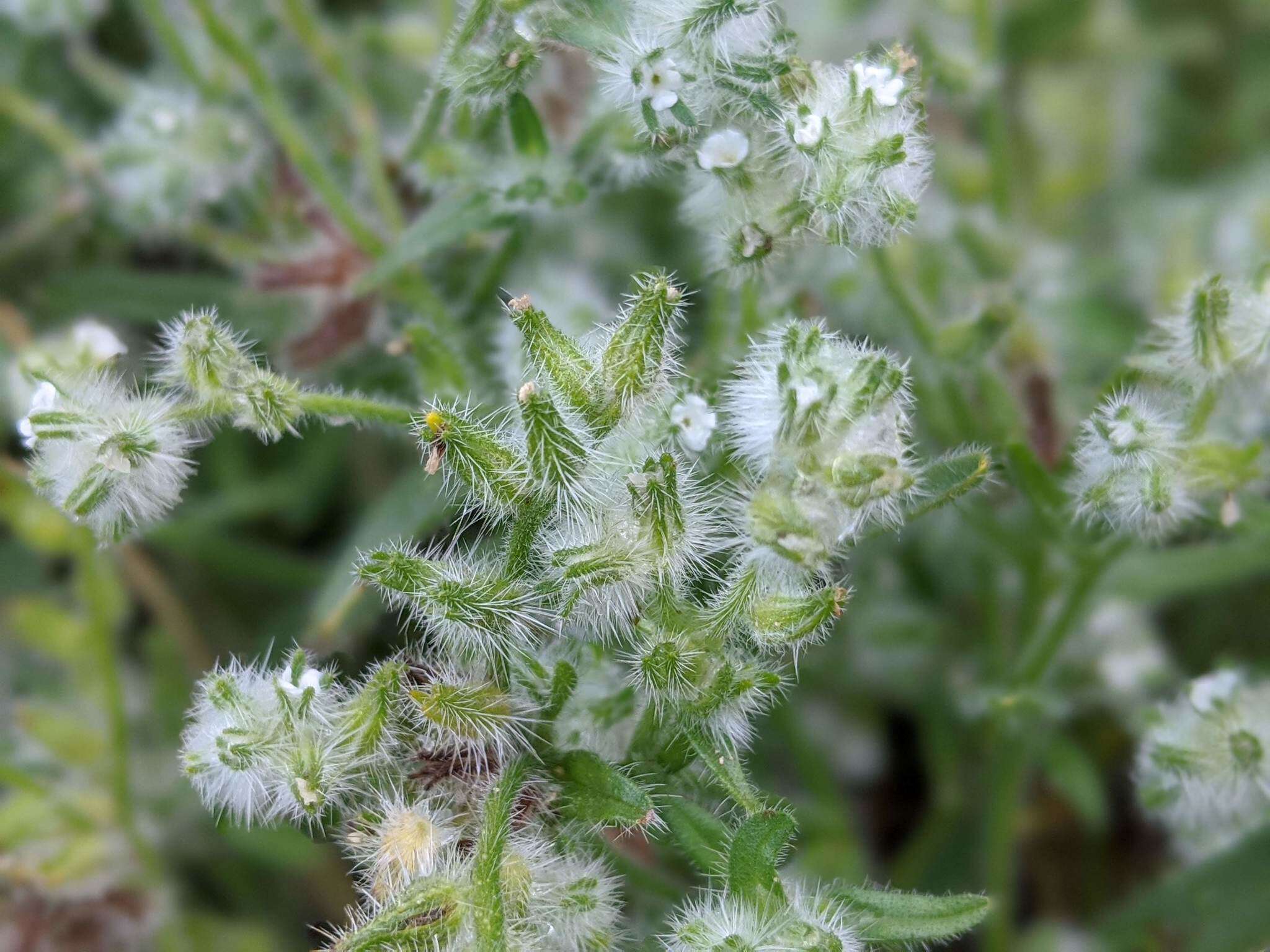 Image of Cryptantha barbigera var. barbigera