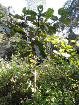 Слика од Dichaetanthera cordifolia Baker