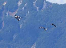 Image of Black-faced Ibis