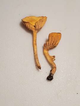 Image of Cantharellus persicinus R. H. Petersen 1986