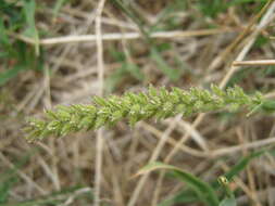 Image of Australian bur grass