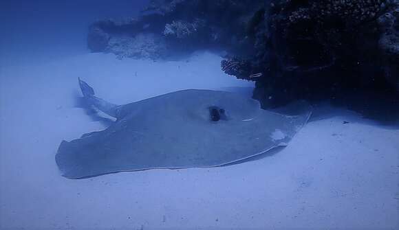 Image of Broad cowtail ray