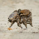 Image of Maratus nimbus Otto & Hill 2017