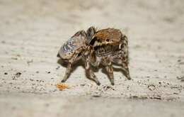 Image of Maratus nimbus Otto & Hill 2017