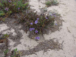 Image of western blue-eyed grass