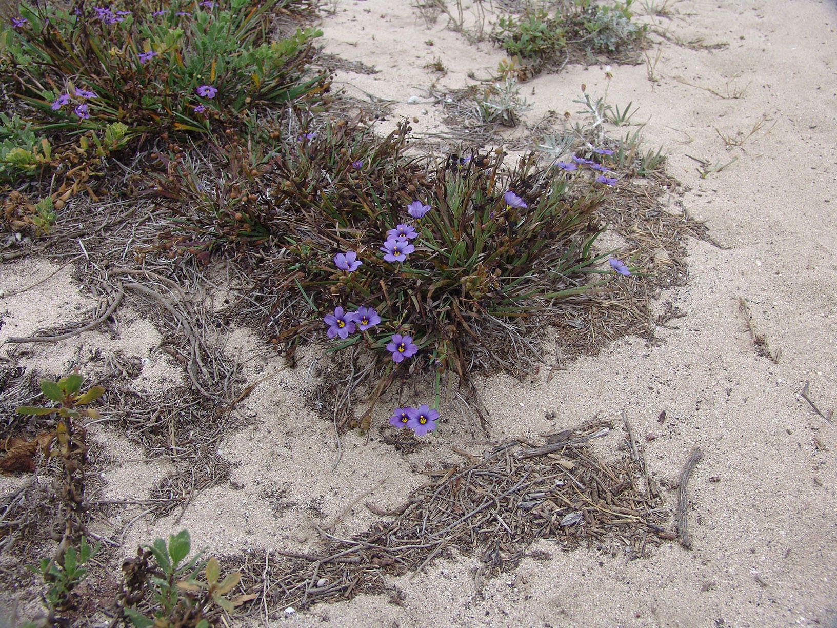 Image of western blue-eyed grass