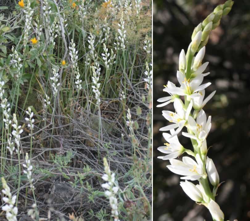 Image of Ornithogalum conicum subsp. strictum (L. Bolus) Oberm.