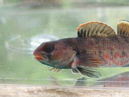 Image of Lipstick darter