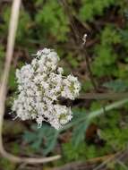 Image of bigroot springparsley