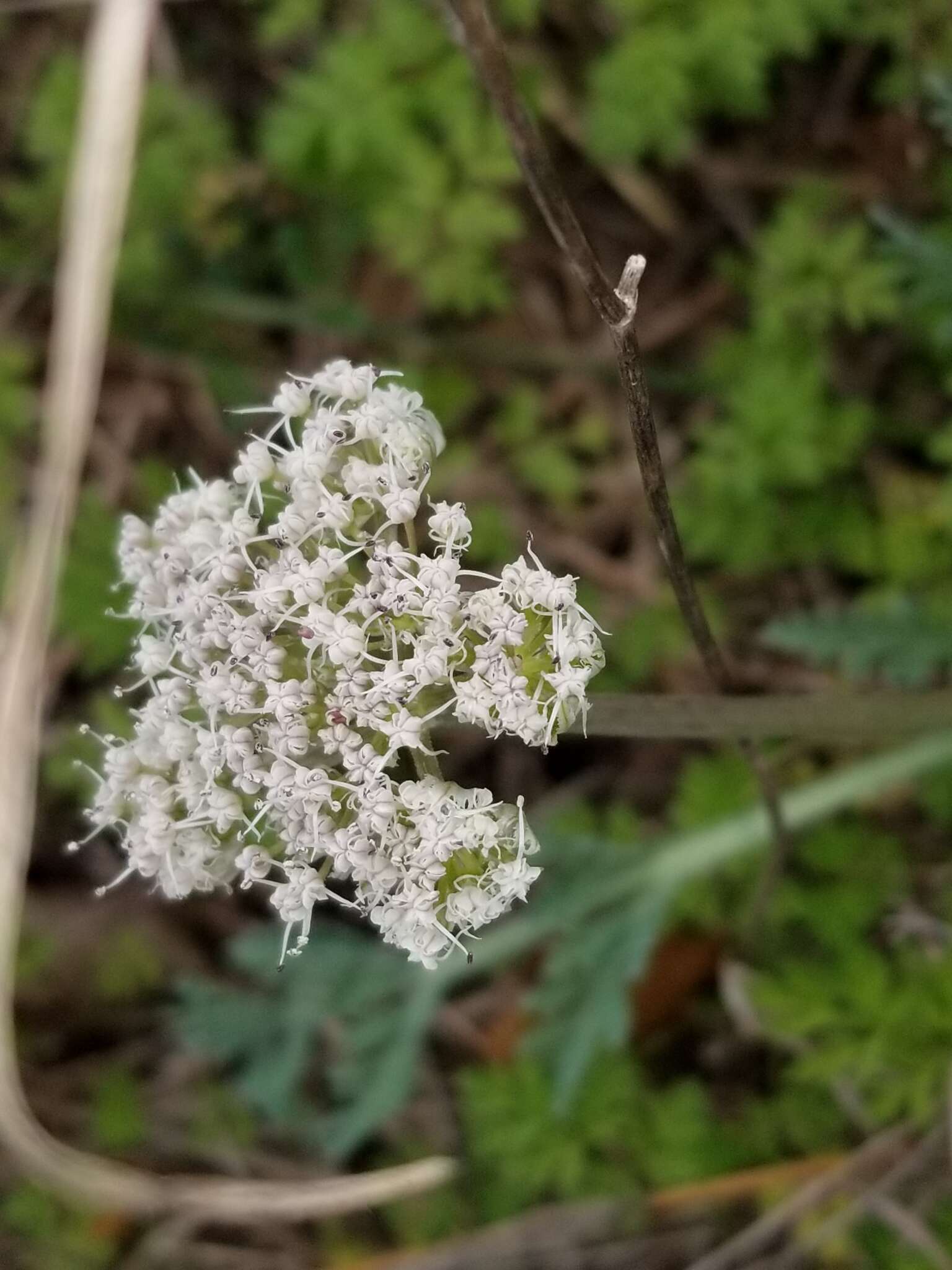 Image of bigroot springparsley