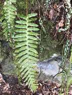 Image of Polypodium interjectum Shivas