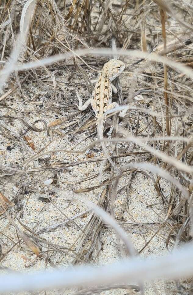 Слика од Ctenophorus adelaidensis (Gray 1841)