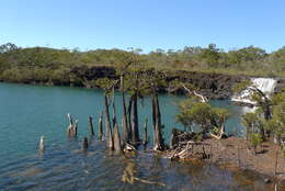 Image of New Caledonia retrophyllum