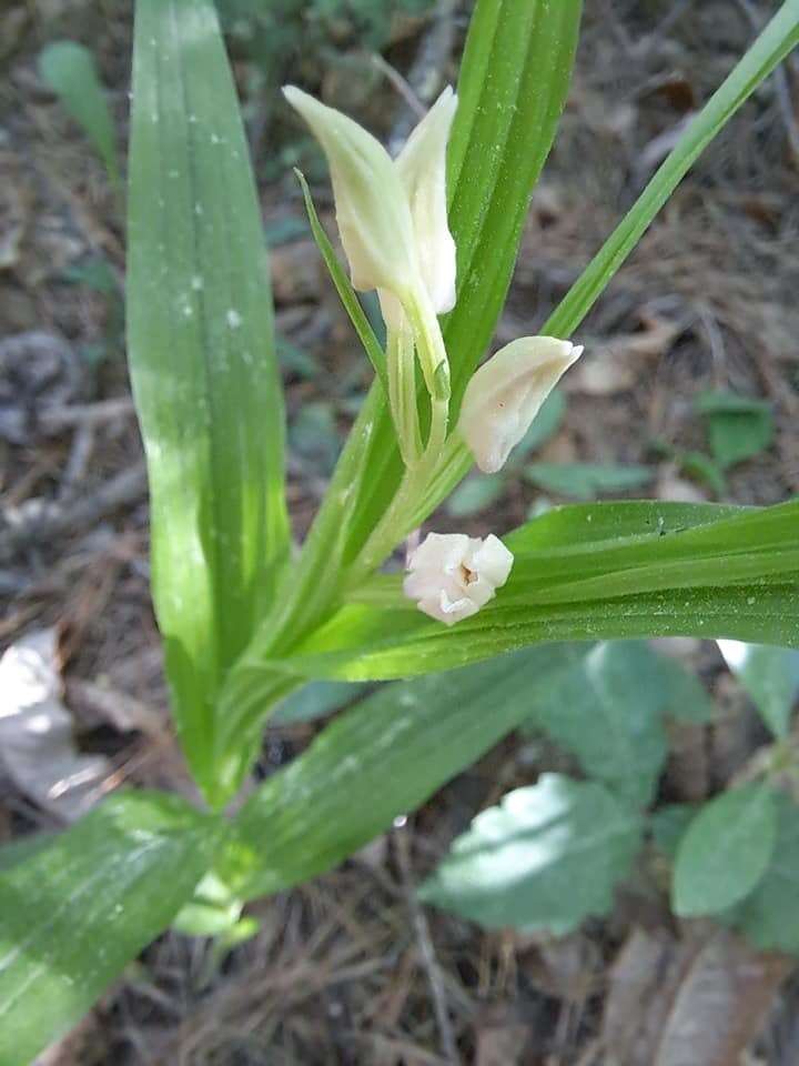 Image of Cephalanthera longibracteata Blume