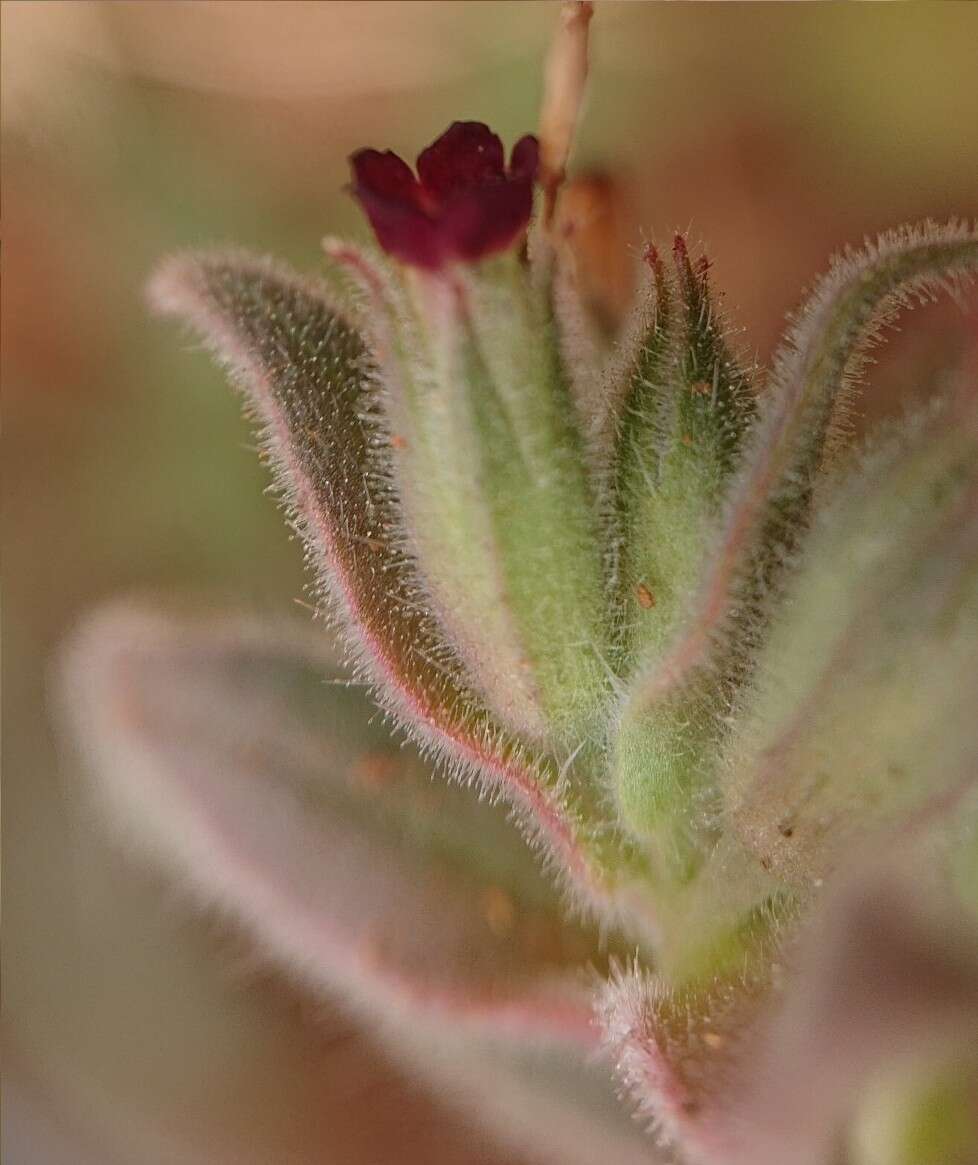 صورة Nonea vesicaria (L.) Rchb.