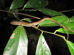 صورة Saproscincus basiliscus (Ingram & Rawlinson 1981)