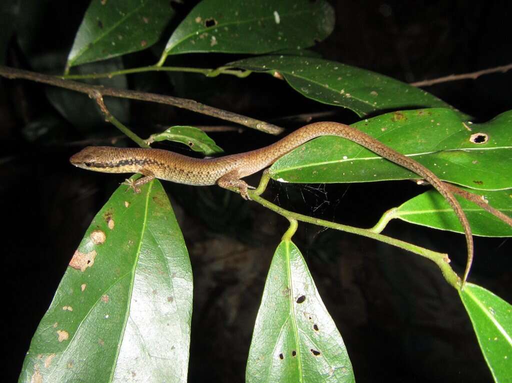 صورة Saproscincus basiliscus (Ingram & Rawlinson 1981)