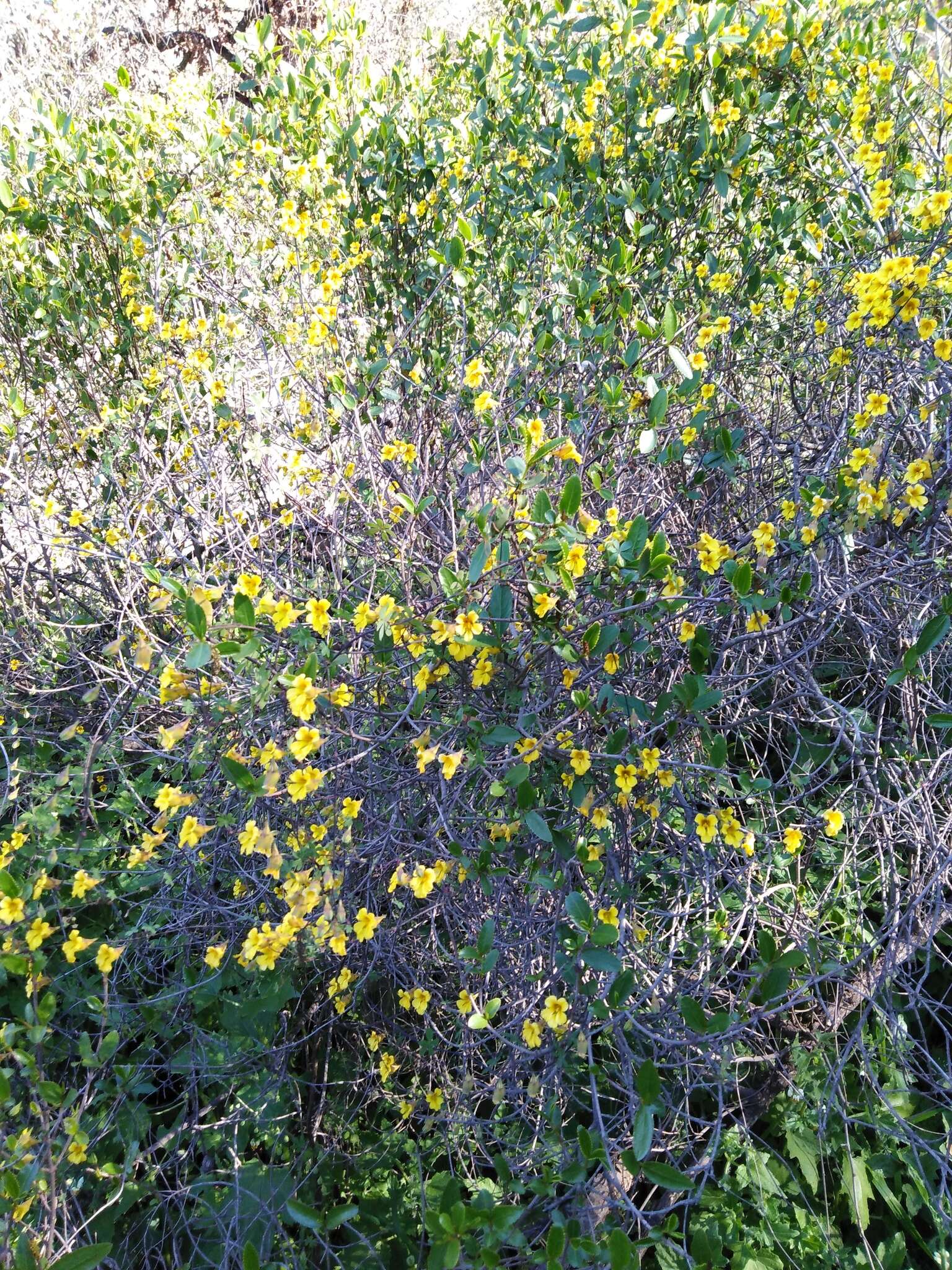 Image of Tropaeolum brachyceras Hook. & Arn.