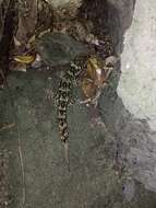 Image of Duvaucel's gecko