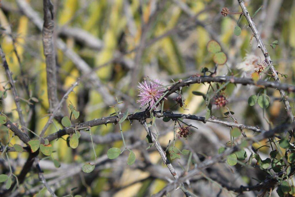 Image de Mimosa zygophylla A. Gray