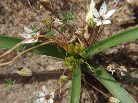 Image de Oziroe acaulis (Baker) Speta