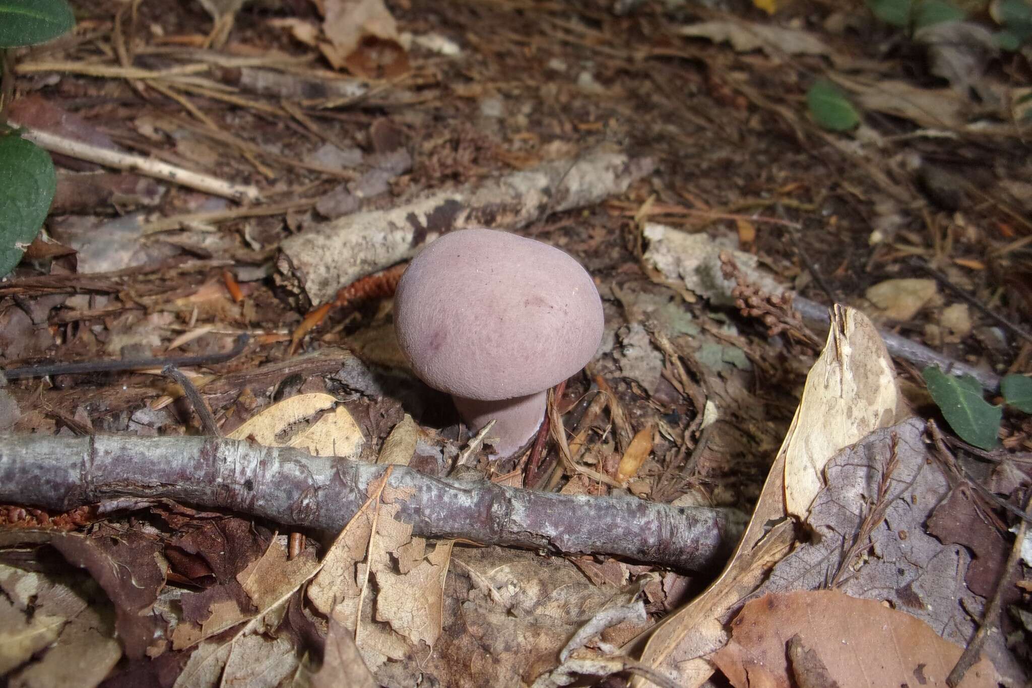 Image of Tylopilus violatinctus T. J. Baroni & Both 1998