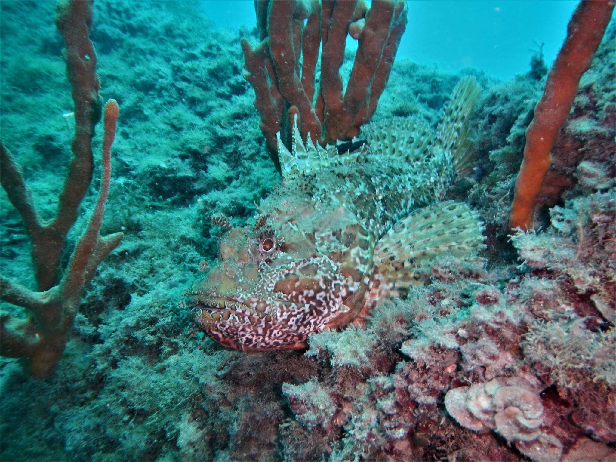 Image of Bigscale Scorpionfish