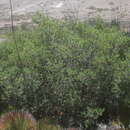 Image of Quercus pringlei Seemen ex Loes.