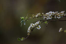 Image of Spiraea prunifolia var. pseudoprunifolia (Hayata ex Nakai) H. L. Li