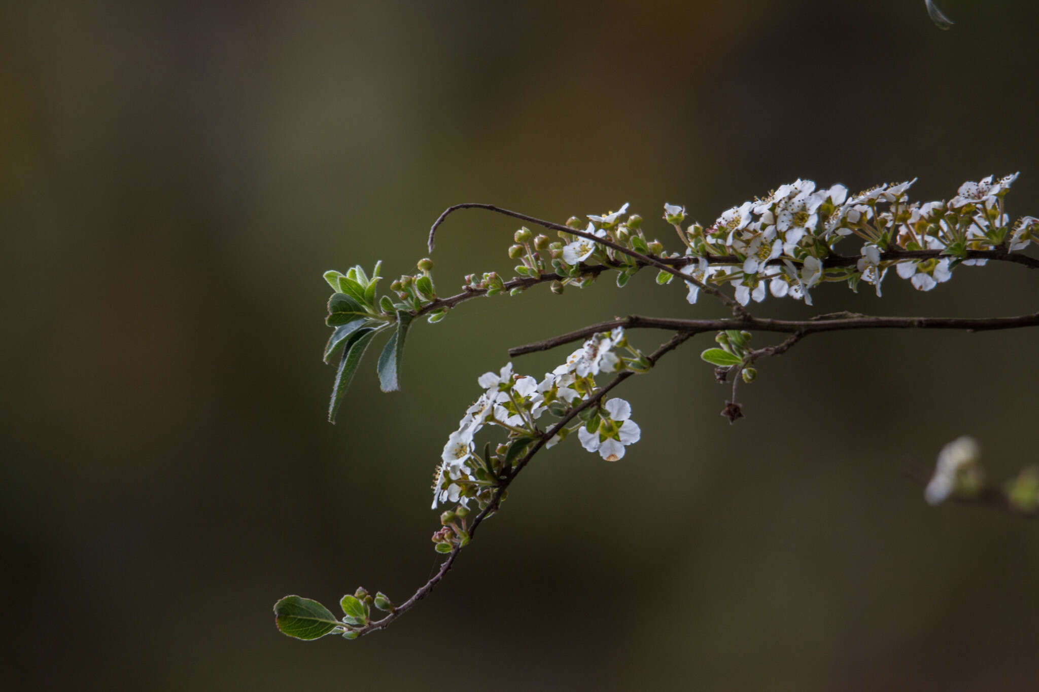 Image of Spiraea prunifolia var. pseudoprunifolia (Hayata ex Nakai) H. L. Li