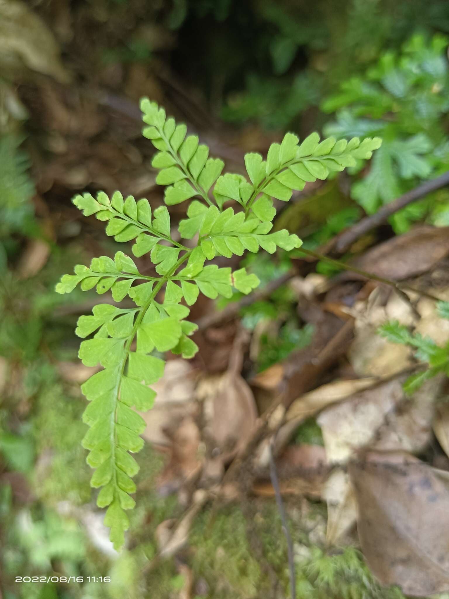 Image of Lindsaea chienii Ching