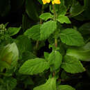 Image of Calceolaria georgiana F. Phil.