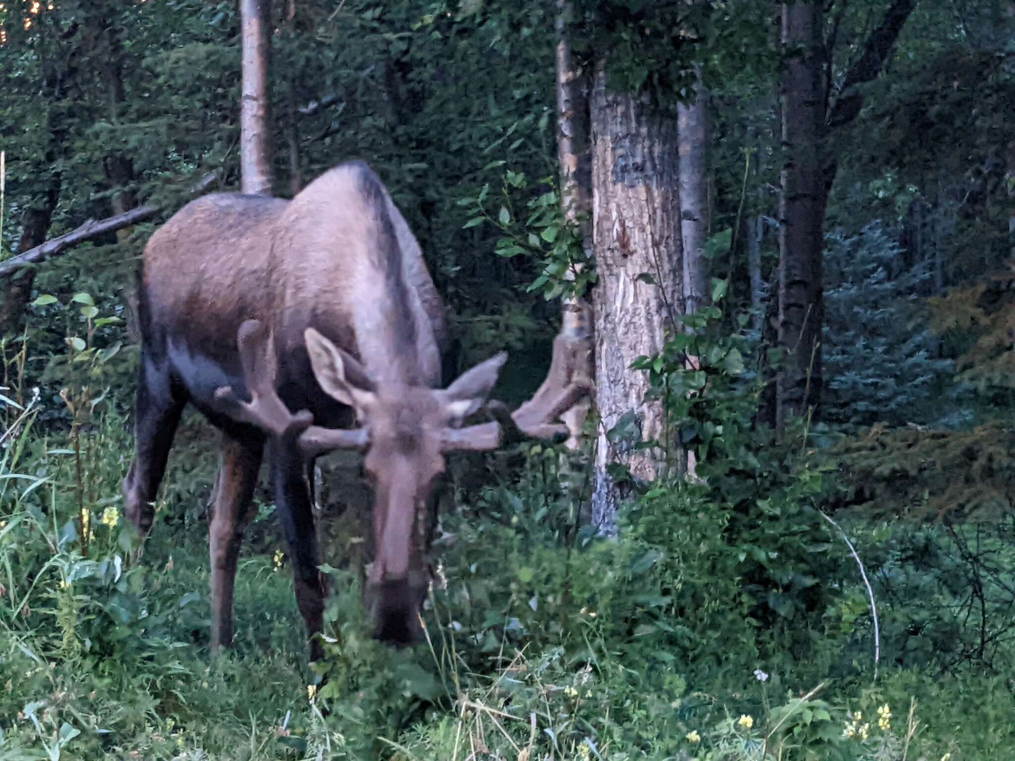 Слика од Alces alces gigas Miller 1899