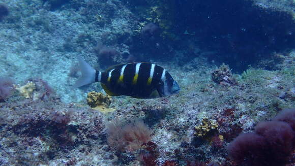 Image of Banded seabream