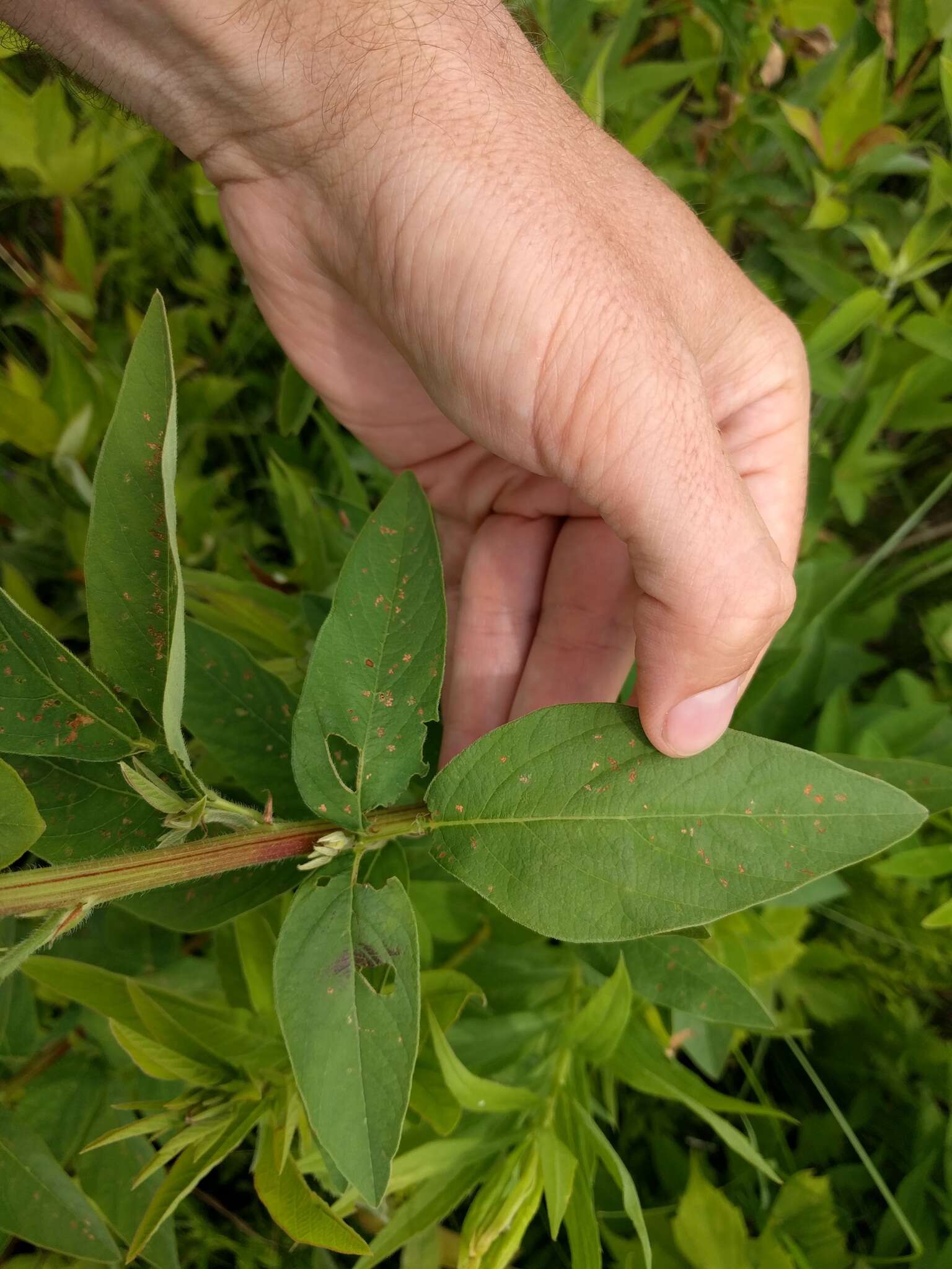 Image of showy ticktrefoil